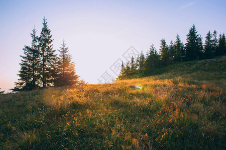 山中的黄草甸绿树环绕背景图片