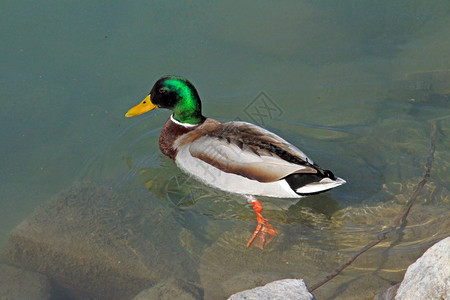 一只孤独的游泳鸭绿头鸭的特写镜头图片