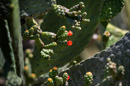 CactusOpuntia关闭隔离图片