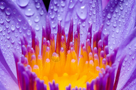 紫罗莲花或百丽水花上的黄图片