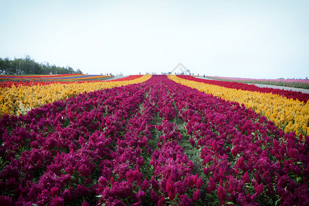 北海道美瑛的花园多彩山图片