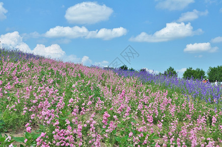 日本北海道美瑛山上美丽的花田图片