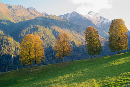 阿尔卑斯山秋天四棵树和金叶图片