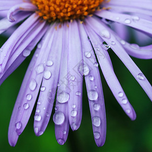 紫色雏菊花上的水滴图片