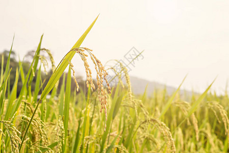 水稻种子特写图片