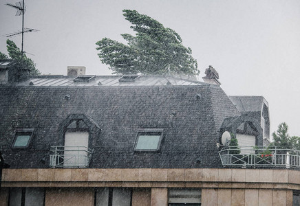 城市暴风雨多量大树木因风速快图片