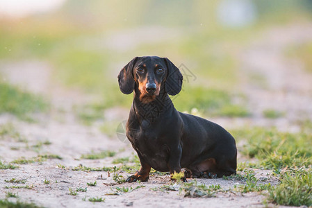 可爱的黑色dachsh图片