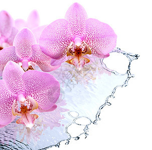 飞溅的水面上漂亮的粉红色兰花图片