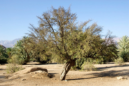 摩洛哥南部的摩洛哥坚果树背景图片