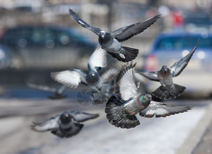 一群鸽子飞过街道图片