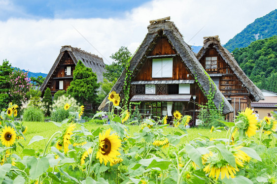 稻草屋顶的白川乡古民居图片