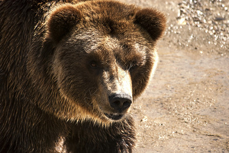 年轻雌棕色灰熊头部特写背景图片