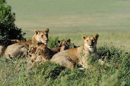 肯尼亚公园MasaiMar图片