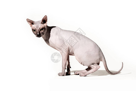 可爱的家猫Sphynx看图片