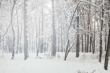 美丽的白雪皑的冬季森林风景背景图片