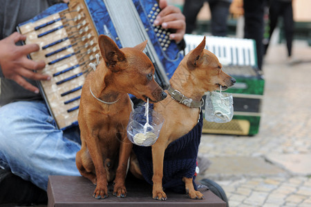 纯种迷你短毛猎犬在街上卖萌图片