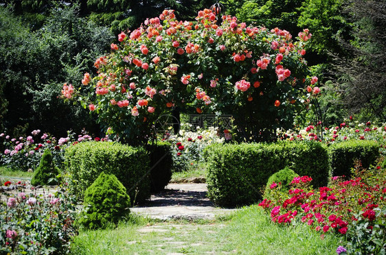 玫瑰花卉园艺和园林绿化的照片图片
