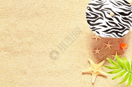 海壳和棕榈在沙地背景图片