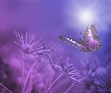 美丽的蝴蝶和漂亮的花图片
