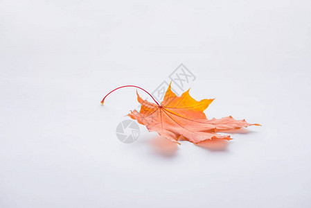 一片白色的秋天橙色枫叶图片