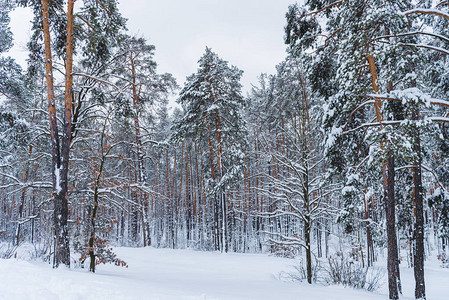 冬季公园的树木覆盖着美图片