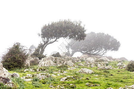 意大利撒丁岛雾中风wee图片