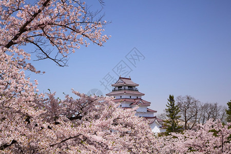 日本福岛的会津若松城和樱花图片