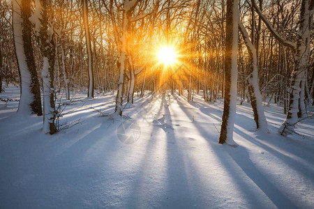 日落时的冬季公园阳光穿过白雪皑的树木图片