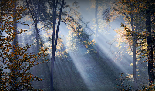 秋季森林中的阳光图片