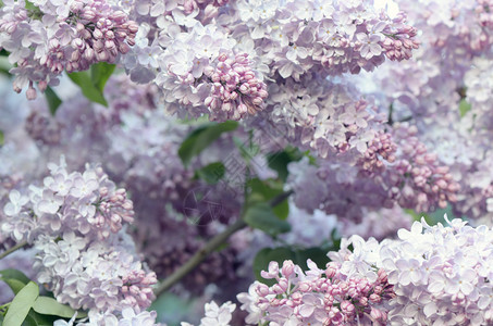 丁香灌木春天的花朵图片