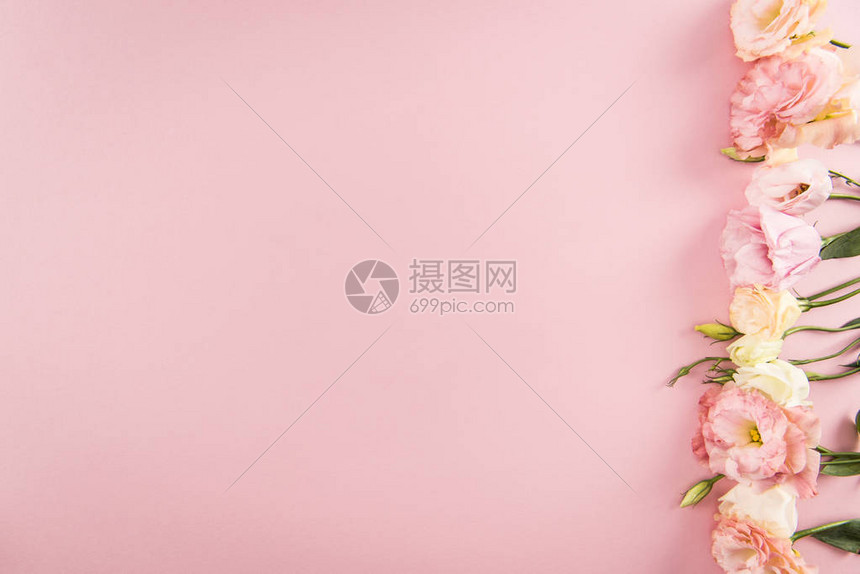 粉红色背景中绝缘的美丽鲜嫩盛开来叶末花图片