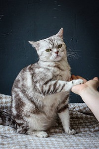 怀孕的猫在织物材料上玩人的手图片