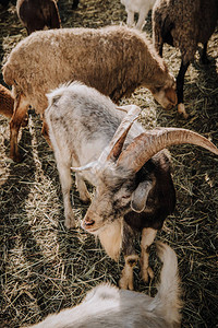 农场畜牧中山羊和绵羊放图片