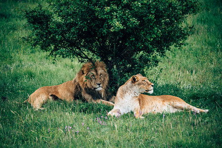 非洲萨凡纳的狮子非图片