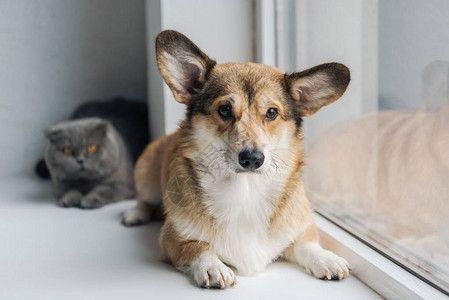 可爱的苏格兰折耳猫和可爱的柯基犬一图片