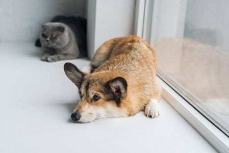 可爱的苏格兰折耳猫和柯基犬一图片