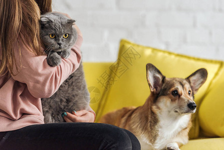 妇女坐在沙发上与Corgi狗和苏格兰折叠猫一起坐在沙发上并看着摄像机图片