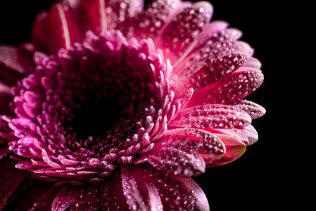 紧的雪贝拉花朵粉红色花瓣上滴着水滴图片
