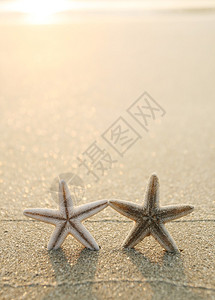 沙滩上的海星图片背景图片