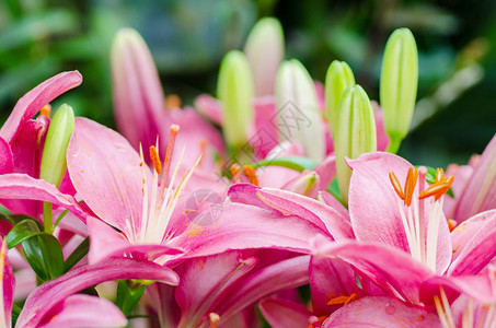 花园里的粉红百合花装饰花图片