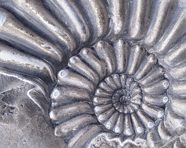 黑侏罗纪ammonit摄影图片