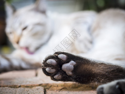 背景模糊的猫爪特写图片