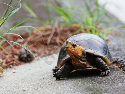 龟黄边箱龟背景图片