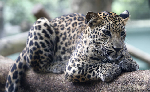 马来西亚马六甲动物园的豹子背景图片