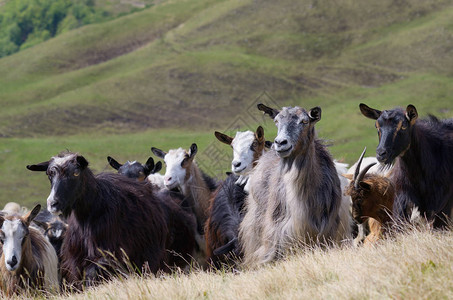 山区牧场上的山羊群喀尔巴阡山脉背景图片