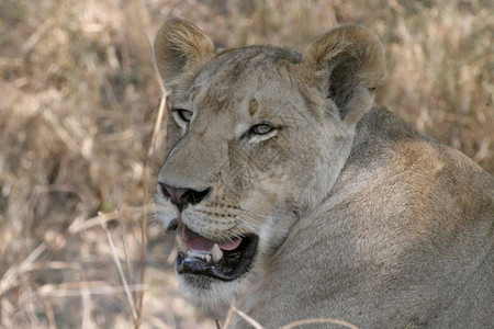 莫桑比克Gorongosa狮子图片