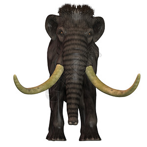Mammoth是一个食草动物图片