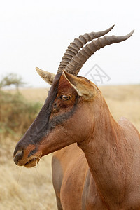 热带草原上的非洲大羚羊图片