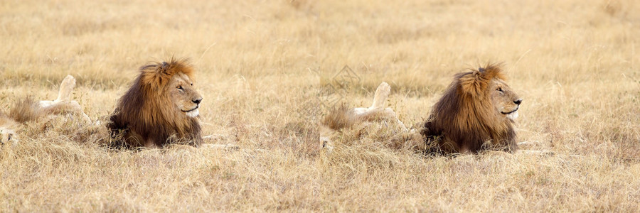 非洲草原上的非洲狮子Panther图片