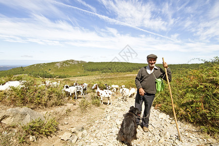 牧羊人和他的羊群从葡图片